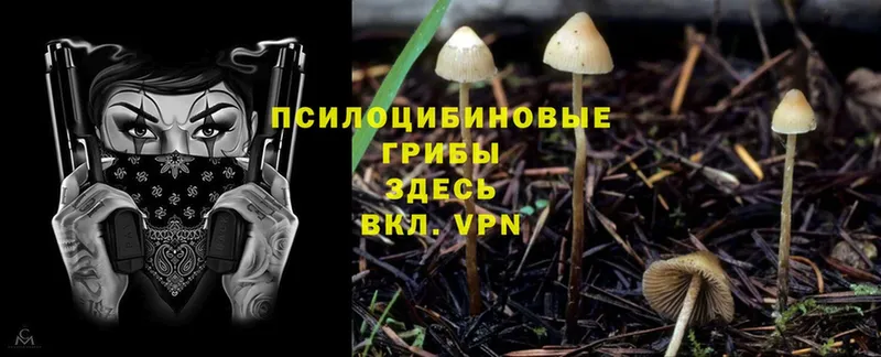 Галлюциногенные грибы Psilocybine cubensis  наркотики  ссылка на мегу как зайти  Дмитровск 